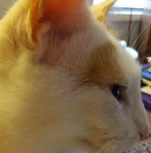 Meet your Posher, Heidi